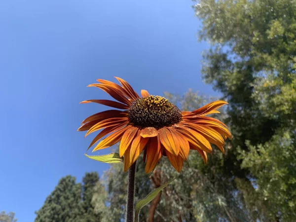 Eine Nahaufnahme Einer Orangen Blume Einem Sonnigen Tag Mit Bäumen — Stockfoto