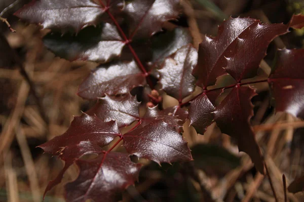 Kırmızı Oregon Üzümlü Mahonia Yapraklarına Yakın Çekim — Stok fotoğraf