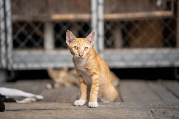 Милий Імбирний Кіт Притулку Тварин — стокове фото
