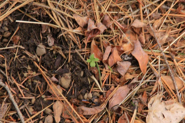 Sprout Dry Autumn Leaves — Stock Photo, Image