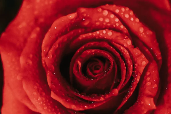 Közelkép Egy Gyönyörű Rózsáról — Stock Fotó