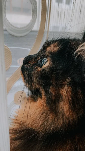 Pencereden Dışarı Bakan Kahverengi Tüylü Bir Kedinin Dikey Portresi — Stok fotoğraf