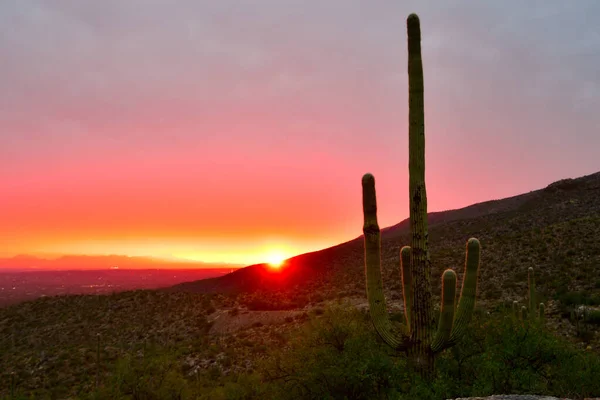 Atardecer Arizona Con Icónico Cactus Saguaro — Foto de Stock