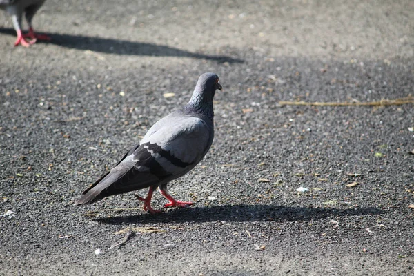 Een Schattige Duif Struikelt Rond Grond Onder Zon Straat — Stockfoto