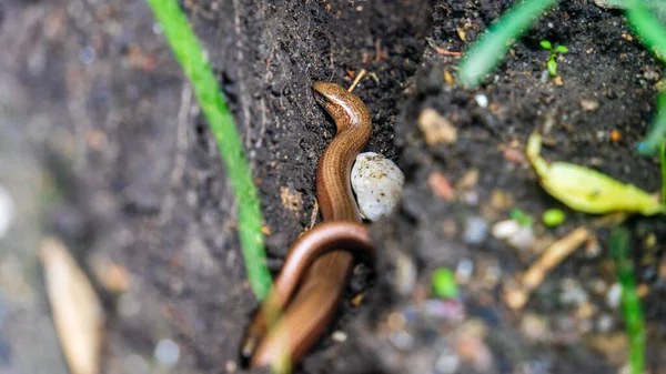Ein Selektiver Fokusschuss Langsamer Würmer Auf Dem Boden — Stockfoto