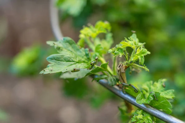 Primer Plano Gooseberry Sawfly Orugas Devorando Hojas Arbusto Grosella —  Fotos de Stock