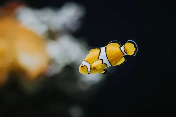 Ένα Χαριτωμένο Κίτρινο Ocellaris Clownfish Λευκές Ρίγες Ένα Ενυδρείο — Φωτογραφία Αρχείου