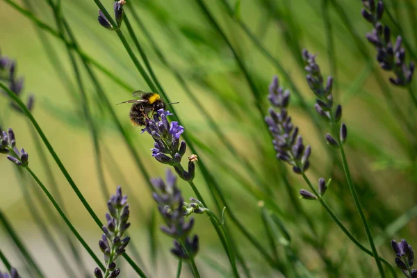 Pszczoła Odżywia Się Kwiatem Lawendy — Zdjęcie stockowe