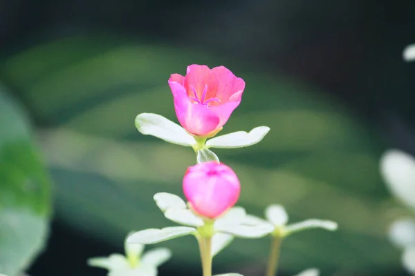 Prachtige Bloeiende Kleine Roze Bloemen Het Zonlicht — Stockfoto