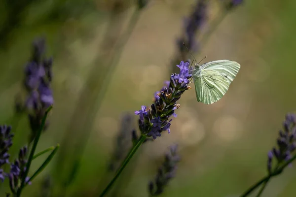 Butterfly Sits Lavender Blossom — Stock Photo, Image