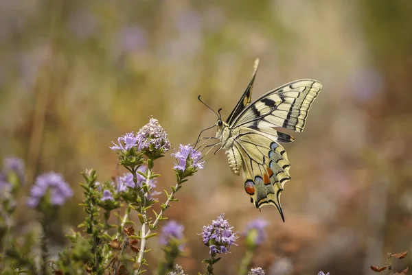 花の上のPapilio Machaon蝶のクローズアップショット — ストック写真