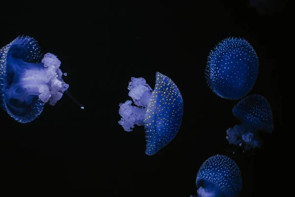 Mise Point Sélective Une Méduse Bleuâtre Dans Aquarium Sur Fond — Photo