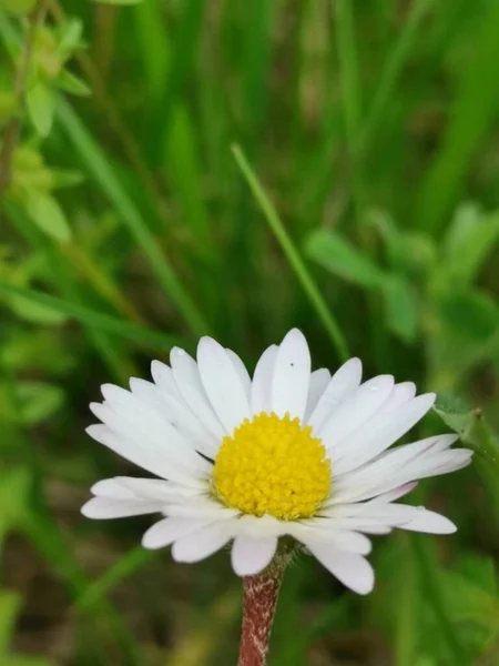 一个白色洋甘菊的垂直镜头 — 图库照片