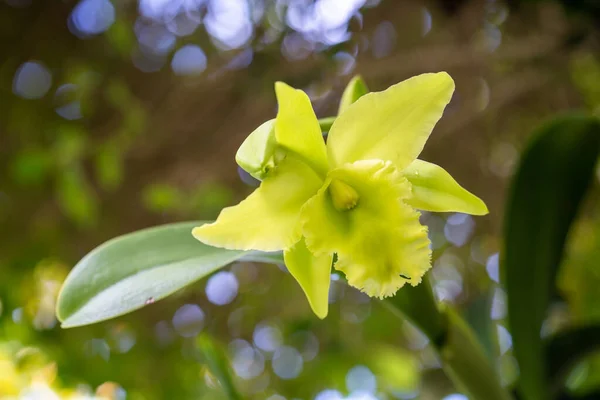 Plan Sélectif Une Tête Cattleya Verte Avec Une Feuille Verte — Photo