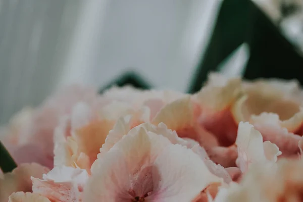 Primer Plano Una Hortensia Rosa — Foto de Stock