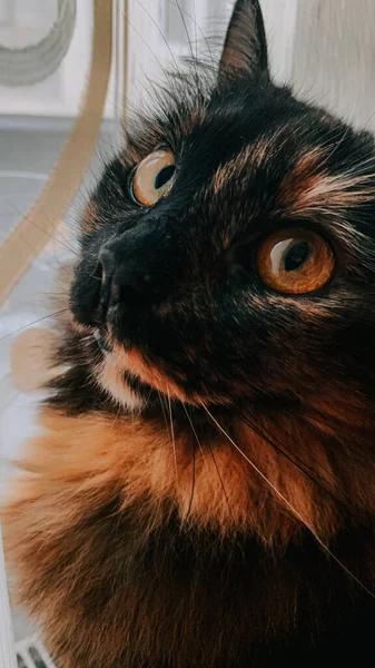 Closeup Shot Domestic Cat — Stock Photo, Image
