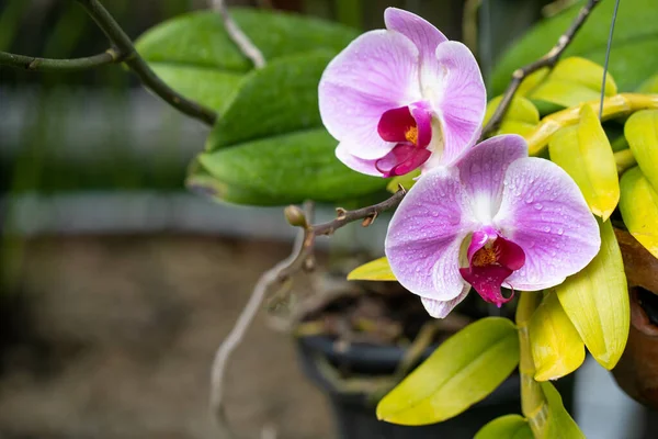 Close Belas Flores Phalaenopsis Florescendo Jardim — Fotografia de Stock