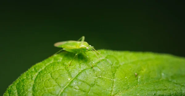Primer Plano Insecto Verde Una Hoja — Foto de Stock