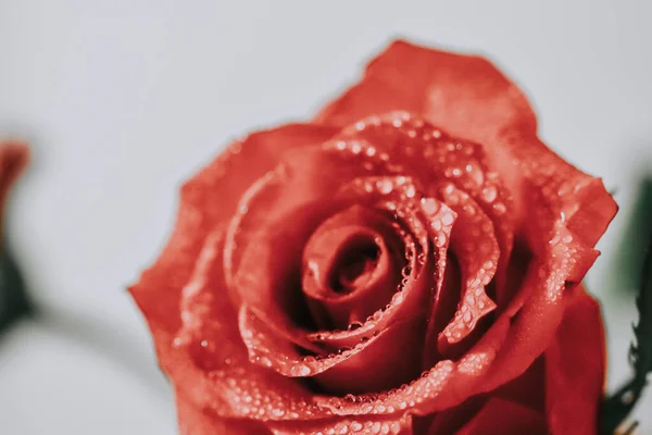 Közelkép Egy Gyönyörű Vörös Rózsa Fejről — Stock Fotó