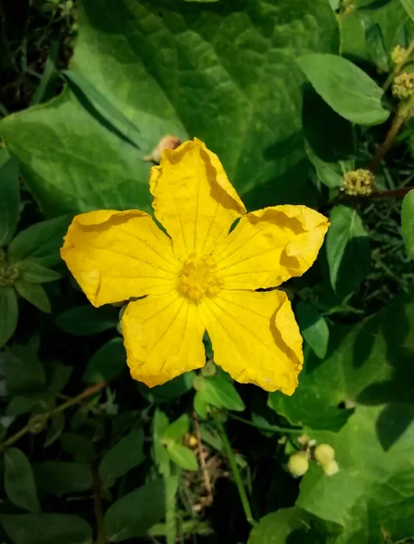 Disparo Vertical Una Flor Amarilla Una Planta Pepino — Foto de Stock