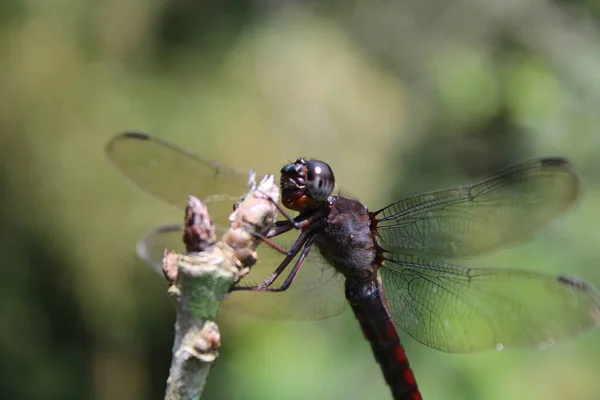 Una Macro Toma Una Hermosa Libélula Con Abdomen Rojo Una —  Fotos de Stock