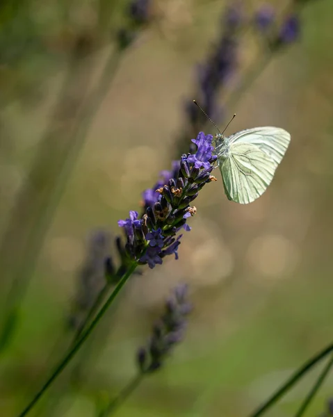 Borboleta Senta Uma Flor Lavanda — Fotografia de Stock