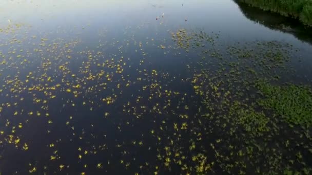 Hermosa Vista Del Lago Bosque — Vídeos de Stock