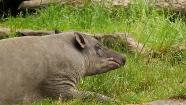 Primer Plano Rinoceronte Blanco Zoológico — Vídeo de stock