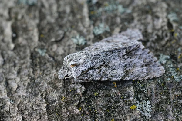 Een Closeup Shot Van Een Sycamore Mot Een Stuk Hout — Stockfoto