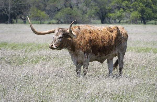 Ein Texas Longhorn Steht Auf Einer Weide Aus Hohem Gras — Stockfoto