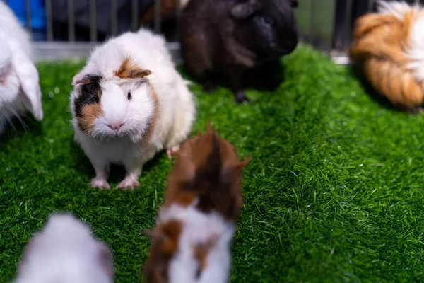 Gros Plan Cobaye Pelucheux Sur Herbe Parc — Photo