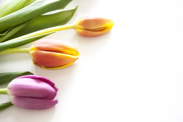 Квіткові Шпалери Яскравих Помаранчевих Рожевих Тюльпанів Білому Тлі Копією Простору — стокове фото