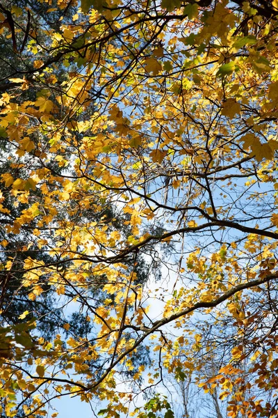 Uma Bela Vista Das Folhas Amarelas Nos Ramos Uma Árvore — Fotografia de Stock