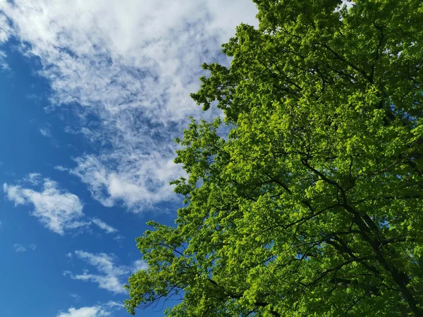 Ağaçların Alçak Açılı Görüntüsü Bulutlu Gökyüzüne Karşı — Stok fotoğraf