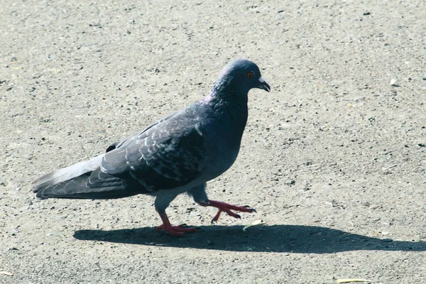 Eine Schöne Taube Auf Der Straße Einem Sonnigen Tag — Stockfoto