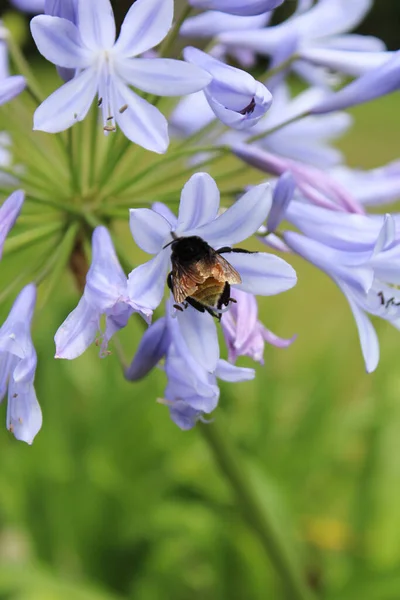 一只大黄蜂在浅蓝色的草甸花上采集花粉的宏观照片 — 图库照片