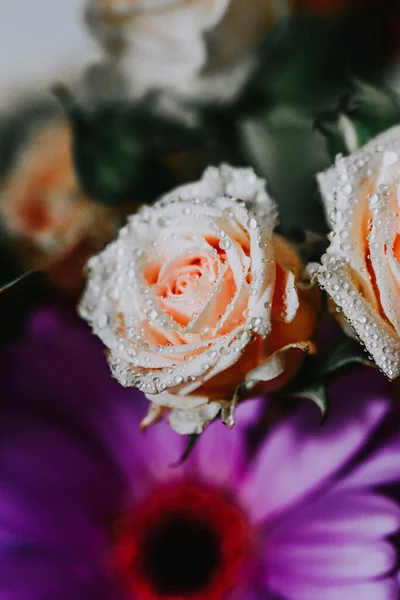 Primer Plano Hermosas Rosas — Foto de Stock