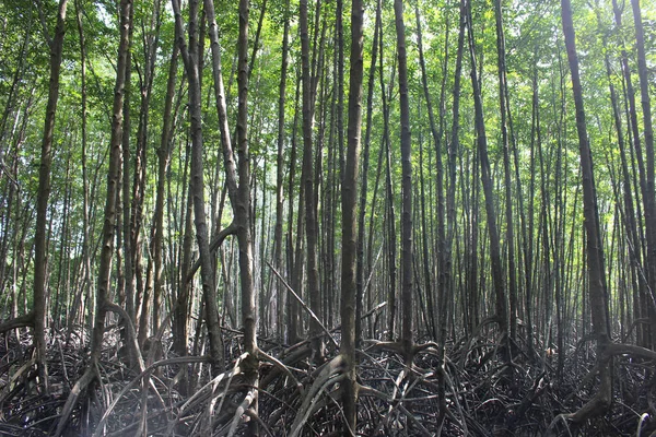 Árvores Densamente Embaladas Com Raízes Aéreas Uma Floresta Manguezais Sudeste — Fotografia de Stock