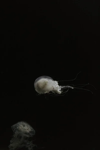 Tiro Vertical Medusas Blancas Acuario Sobre Fondo Negro — Foto de Stock