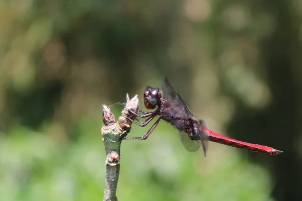 Macro Shot Beautiful Dragonfly Red Abdomen Twig — Stock Photo, Image