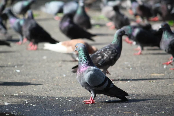 Güneşli Bir Günde Sokaktaki Bir Güvercinin Seçici Odak Noktası — Stok fotoğraf