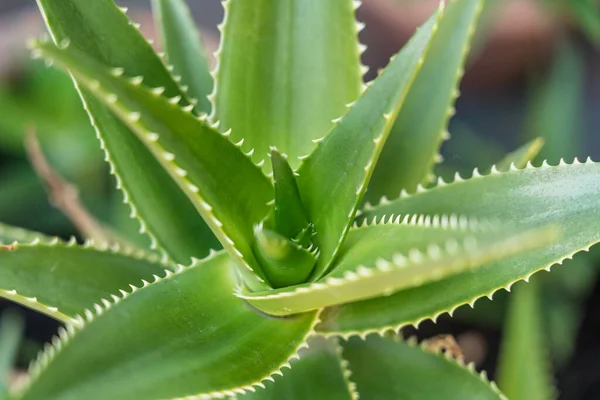 Närbild Aloe Vera Växt — Stockfoto