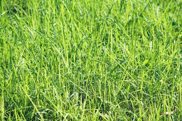 Widok Trawę Trawniku Słońcu — Zdjęcie stockowe