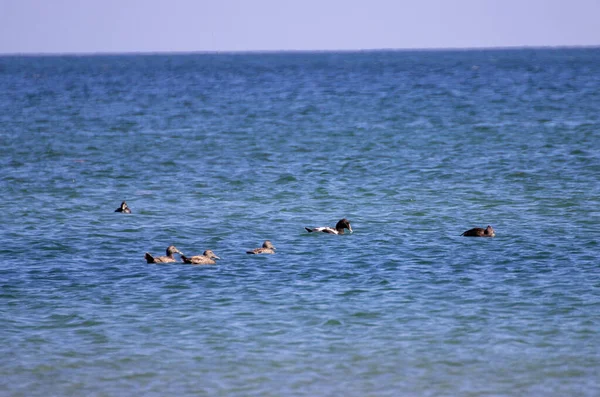 Pássaros Nadando Mar Dia Ensolarado — Fotografia de Stock