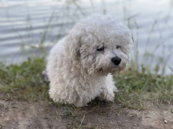 Печальная Собачка Белый Мокрый Воды Дождя Пропала Собака Собака Ждет — стоковое фото