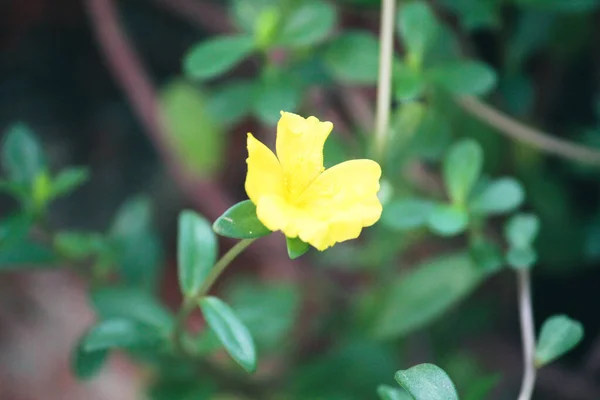 Closeup Shot Delicate Yellow Allamanda Flower Sunshine — Stock Photo, Image