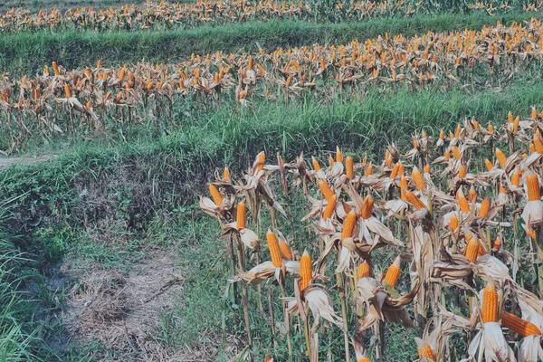 Сухое Кукурузное Поле Сельской Местности — стоковое фото