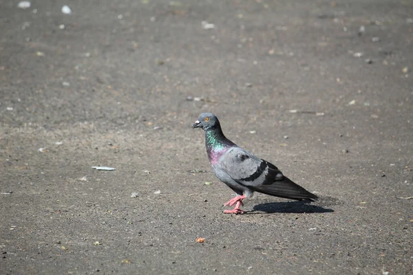 Eine Schöne Taube Auf Der Straße Einem Sonnigen Tag — Stockfoto