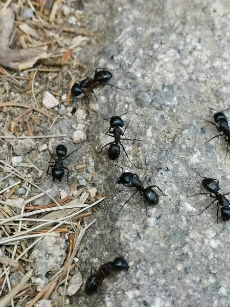 Μια Κάθετη Λήψη Μυρμηγκιών Εξωτερικούς Χώρους — Φωτογραφία Αρχείου