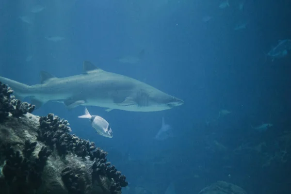 Une Scène Sous Marine Horizontale Avec Des Poissons Nageant Dans — Photo